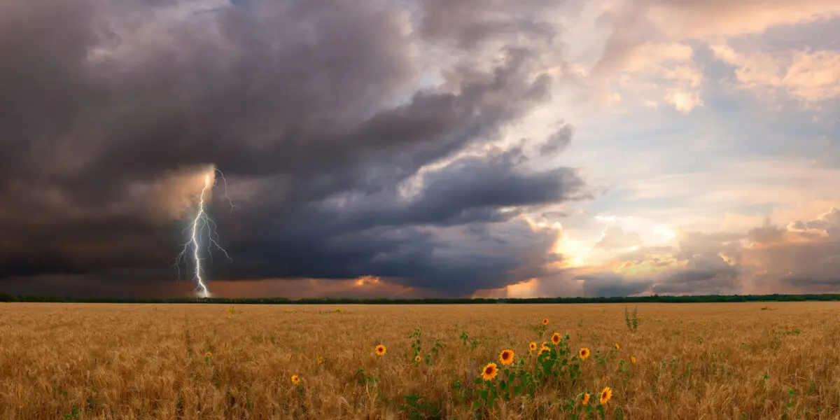Lightning strikes a field of grain while dark storm clouds colour the sky dramatically.