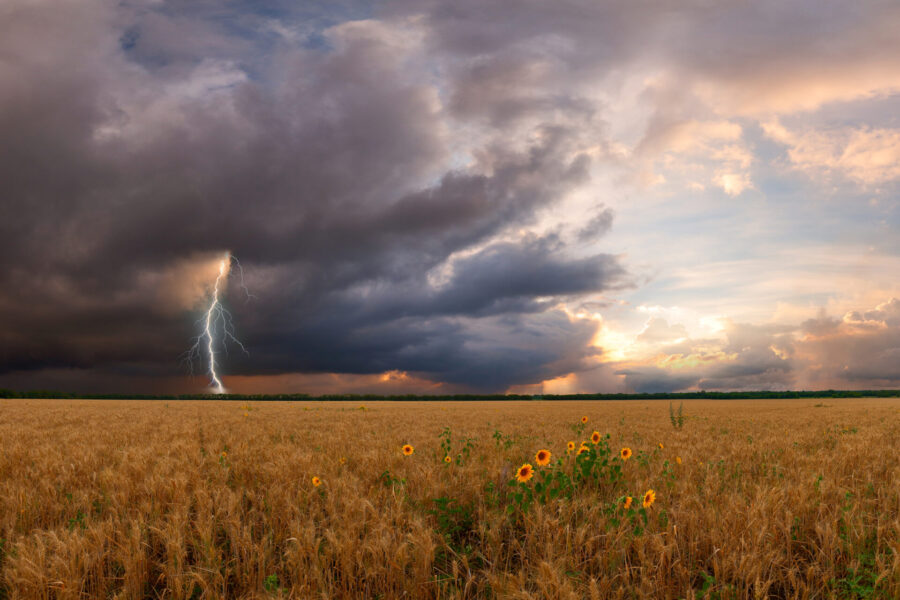 Lightning strikes a field of grain while dark storm clouds colour the sky dramatically.