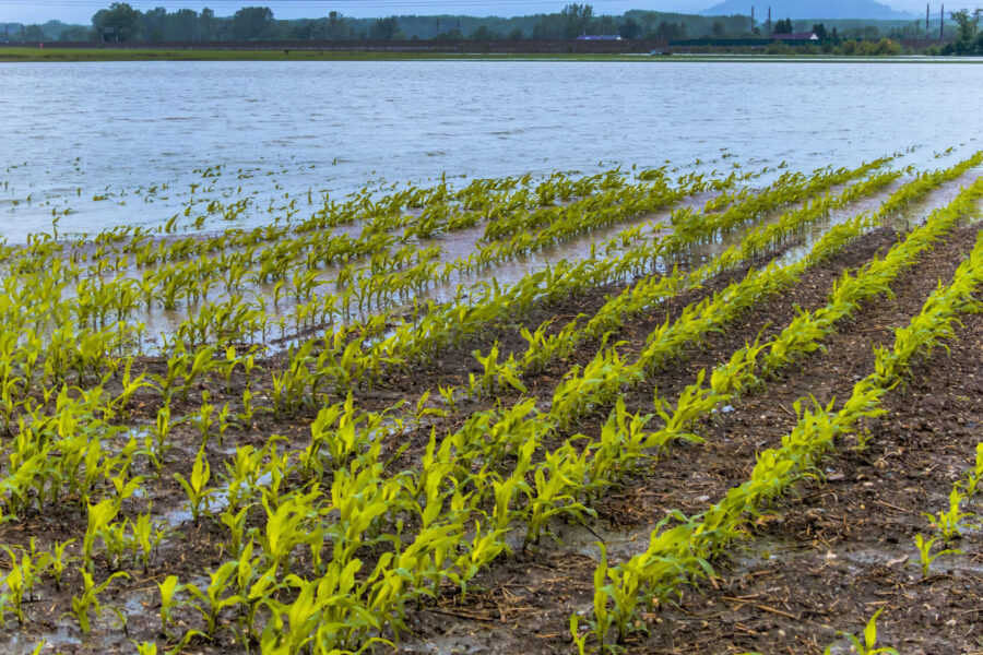 Rows of young green crops in a flooded field, with standing water between the plants; cloudy sky and distant trees in the background.