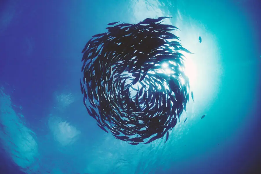 Shoal of fish in the clear blue waters of the sea.