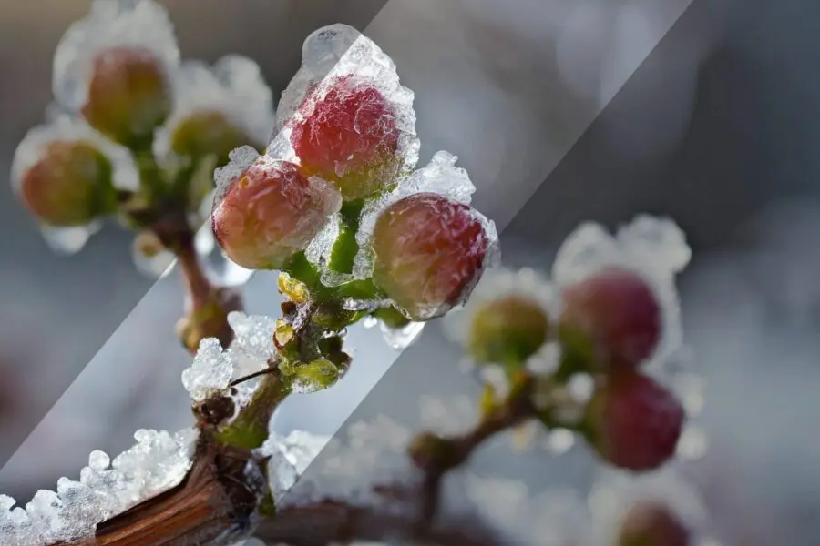 Close-up of tree buds covered in ice crystals, with frosty branches and blurred background. Two diagonal translucent gray stripes overlay the image.