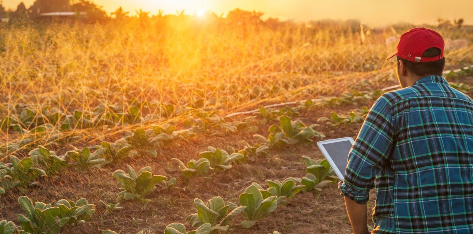 Eine Person mit roter Mütze und kariertem Hemd hält ein Tablet in der Hand, während sie bei Sonnenuntergang die grünen Pflanzen auf einem Feld inspiziert, während bei der Bewässerung Wasser über die Pflanzenreihen gesprüht wird.