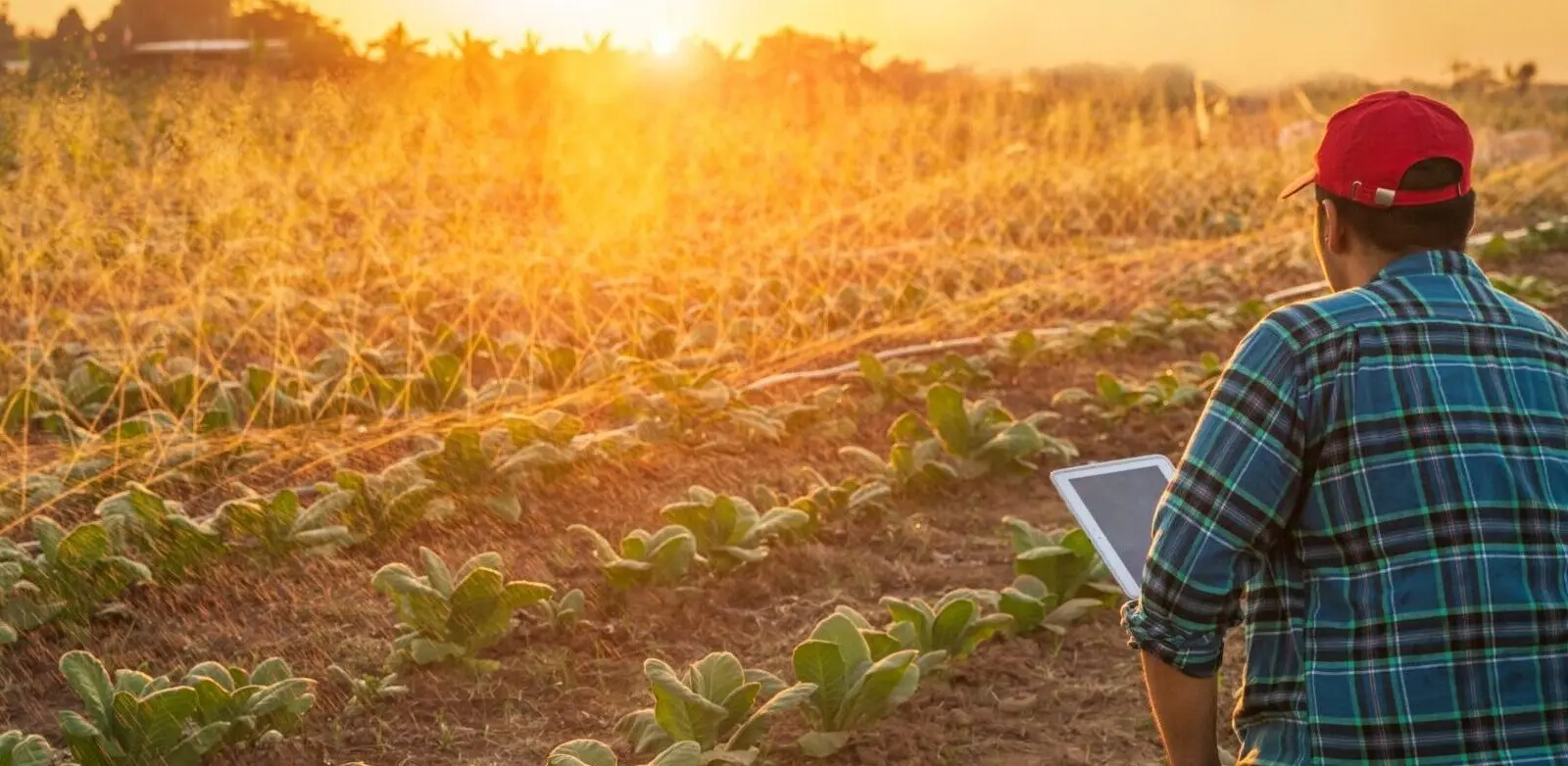 A person in a red cap and plaid shirt uses a tablet while inspecting rows of crops in a field at sunset, with irrigation sprinklers watering the plants.