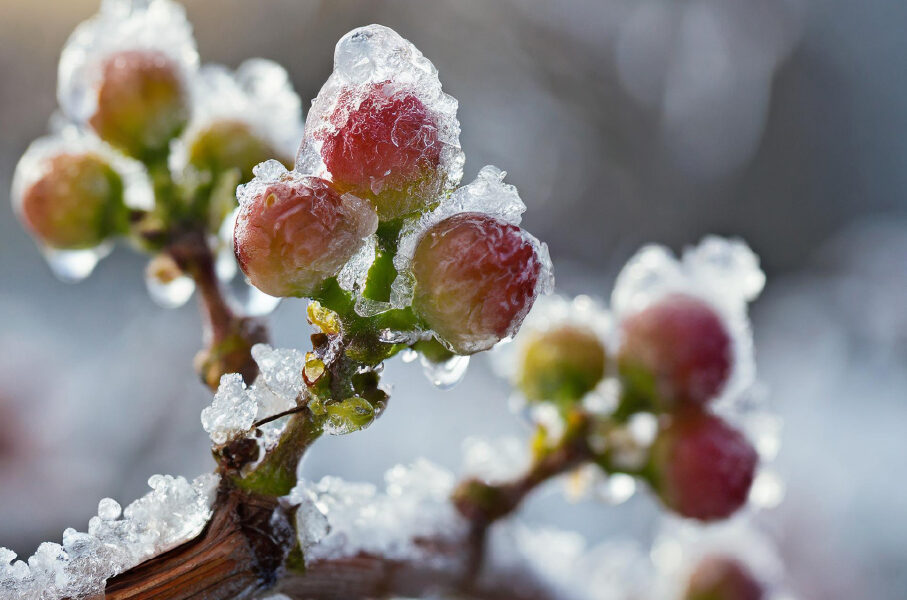 Close-up of red fruits and green buds on a branch covered with a layer of ice.