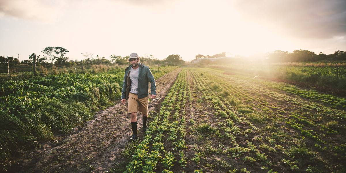 A person wearing a hat, jacket and boots walks through rows of green crops in a field at sunset.