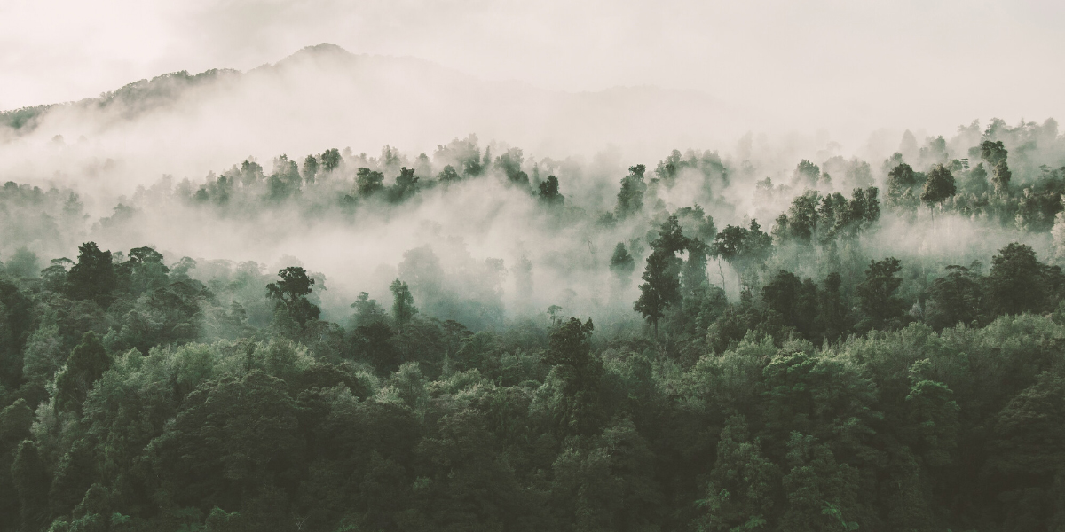 Dense forest with tall, misty trees that create a mysterious atmosphere.