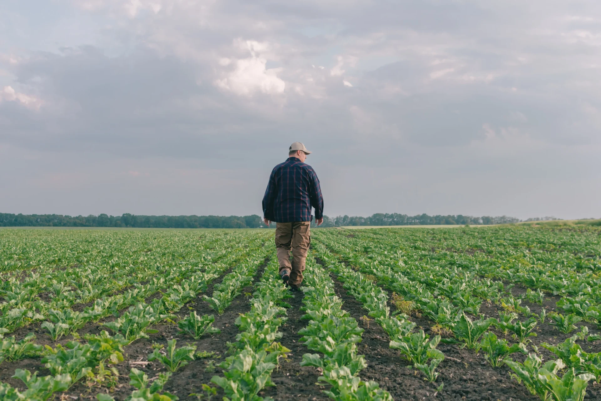 A person wearing a cap, plaid shirt, and brown pants walks through rows of young green crops in a large, open field under a cloudy sky.