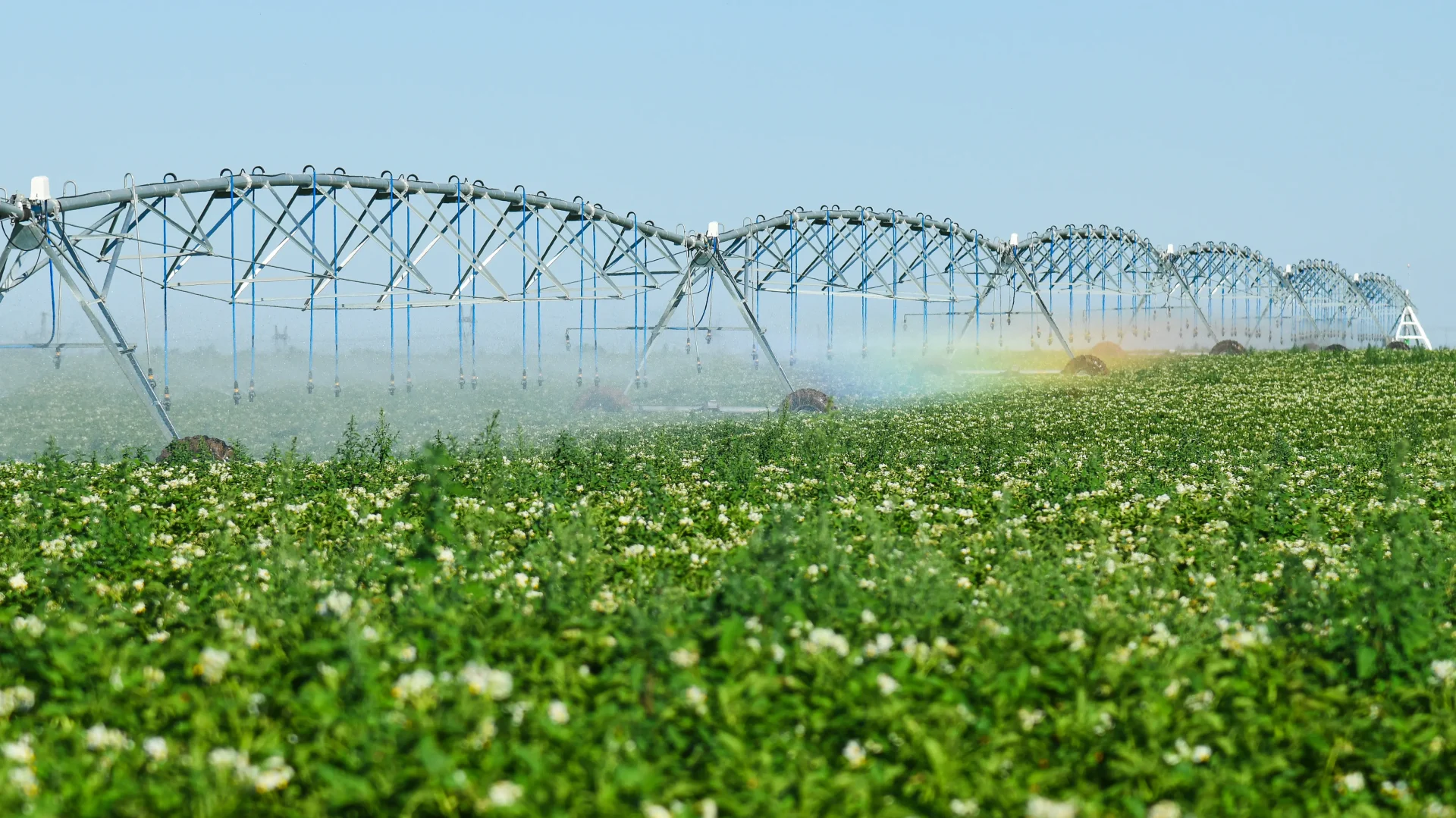 A large field of green, flowering crops is being watered by a center pivot irrigation system under a clear blue sky. A faint rainbow appears in the mist from the sprinklers.
