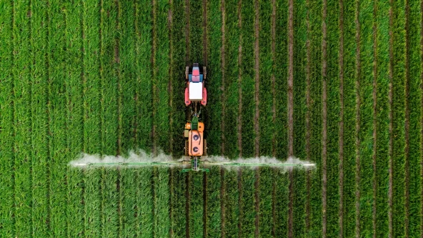 Aerial view of a red tractor spraying crops in neat green rows, releasing white mist across the field, showing precision agriculture and mechanized farming.